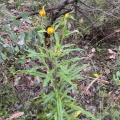 Xerochrysum bracteatum at Googong, NSW - 4 Jan 2022 08:18 AM