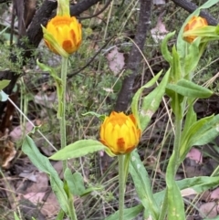 Xerochrysum bracteatum at Googong, NSW - 4 Jan 2022