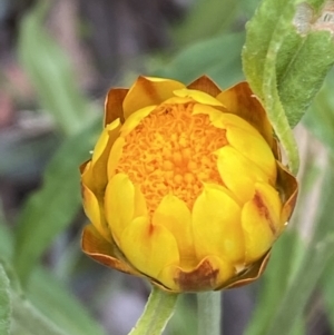 Xerochrysum bracteatum at Googong, NSW - 4 Jan 2022 08:18 AM