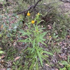 Xerochrysum bracteatum at Googong, NSW - 4 Jan 2022