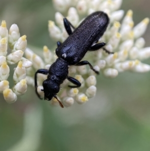 Eleale simplex at Googong, NSW - 4 Jan 2022 08:13 AM