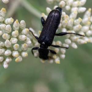 Eleale simplex at Googong, NSW - 4 Jan 2022 08:13 AM