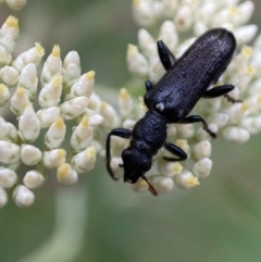 Eleale simplex at Googong, NSW - 4 Jan 2022 08:13 AM