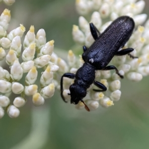 Eleale simplex at Googong, NSW - 4 Jan 2022 08:13 AM