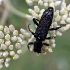 Eleale simplex at Googong, NSW - 4 Jan 2022 08:13 AM