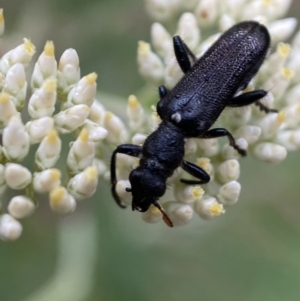 Eleale simplex at Googong, NSW - 4 Jan 2022 08:13 AM