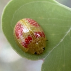 Paropsisterna fastidiosa (Eucalyptus leaf beetle) at Jerrabomberra, NSW - 4 Jan 2022 by SteveBorkowskis