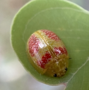 Paropsisterna fastidiosa at Jerrabomberra, NSW - 4 Jan 2022 07:00 AM