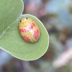 Paropsisterna fastidiosa at Jerrabomberra, NSW - 4 Jan 2022 07:00 AM