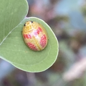 Paropsisterna fastidiosa at Jerrabomberra, NSW - 4 Jan 2022 07:00 AM