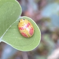 Paropsisterna fastidiosa at Jerrabomberra, NSW - 4 Jan 2022 07:00 AM