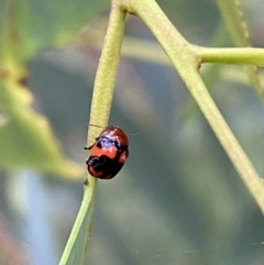 Ditropidus pulchellus (Leaf beetle) at Jerrabomberra, NSW - 4 Jan 2022 by SteveBorkowskis