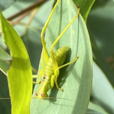 Caedicia simplex (Common Garden Katydid) at Jerrabomberra, NSW - 3 Jan 2022 by Steve_Bok