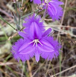 Thysanotus tuberosus subsp. tuberosus at Jerrabomberra, NSW - 4 Jan 2022 08:38 AM