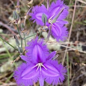 Thysanotus tuberosus subsp. tuberosus at Jerrabomberra, NSW - 4 Jan 2022 08:38 AM