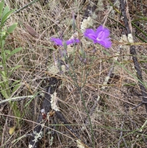 Thysanotus tuberosus subsp. tuberosus at Jerrabomberra, NSW - 4 Jan 2022 08:38 AM