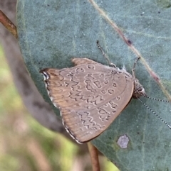 Paralucia pyrodiscus (Fiery Copper) at Jerrabomberra, NSW - 4 Jan 2022 by SteveBorkowskis