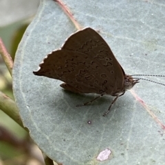 Paralucia pyrodiscus at Jerrabomberra, NSW - 4 Jan 2022