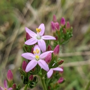 Centaurium erythraea at Watson, ACT - 4 Jan 2022 10:20 AM