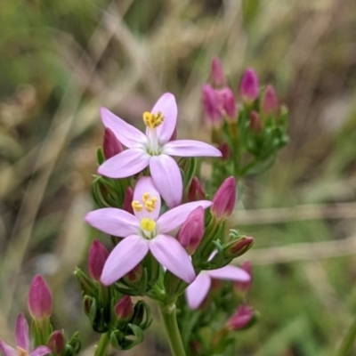 Centaurium erythraea (Common Centaury) at Watson, ACT - 3 Jan 2022 by abread111