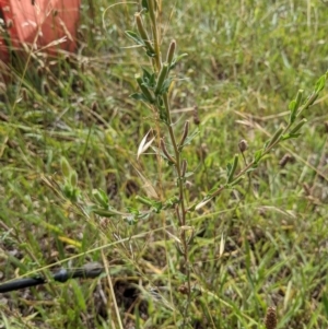 Oenothera indecora subsp. bonariensis at Watson, ACT - 4 Jan 2022