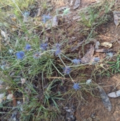 Eryngium ovinum (Blue Devil) at Hackett, ACT - 2 Jan 2022 by abread111