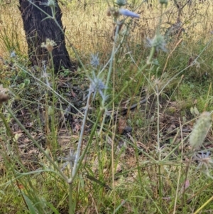 Eryngium ovinum at Hackett, ACT - 3 Jan 2022