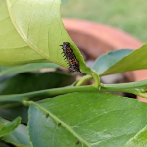 Papilio anactus at Hackett, ACT - 2 Jan 2022 05:47 PM