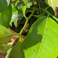 Papilio anactus at Hackett, ACT - 2 Jan 2022