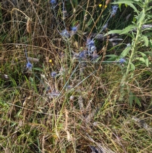 Eryngium ovinum at Hackett, ACT - 3 Jan 2022 09:40 AM