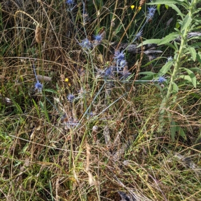 Eryngium ovinum (Blue Devil) at Hackett, ACT - 2 Jan 2022 by abread111