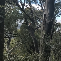 Callocephalon fimbriatum (Gang-gang Cockatoo) at Cotter River, ACT - 28 Dec 2021 by Tapirlord