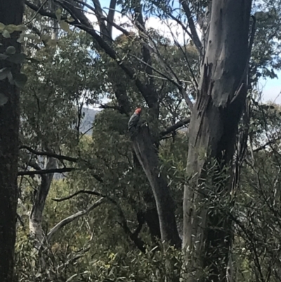 Callocephalon fimbriatum (Gang-gang Cockatoo) at Cotter River, ACT - 27 Dec 2021 by Tapirlord