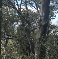 Callocephalon fimbriatum at Cotter River, ACT - suppressed