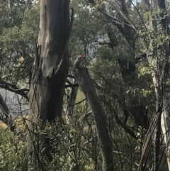 Callocephalon fimbriatum at Cotter River, ACT - suppressed