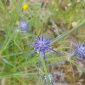 Eryngium ovinum at Watson, ACT - 27 Dec 2021