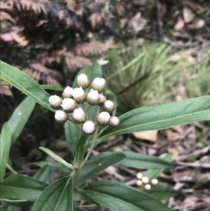 Ozothamnus stirlingii at Cotter River, ACT - 28 Dec 2021