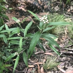 Ozothamnus stirlingii at Cotter River, ACT - 28 Dec 2021