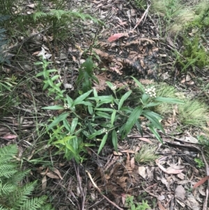 Ozothamnus stirlingii at Cotter River, ACT - 28 Dec 2021