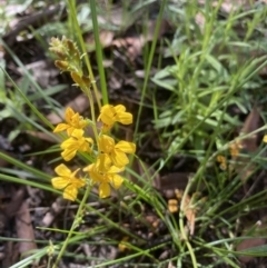 Goodenia sp. (Goodenia) at Mittagong, NSW - 3 Jan 2022 by JanetMW