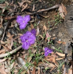 Thysanotus tuberosus subsp. tuberosus (Common Fringe-lily) at Mittagong, NSW - 2 Jan 2022 by JanetMW