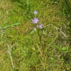 Lythrum hyssopifolia (Small Loosestrife) at The Fair, Watson - 20 Jan 2021 by MAX