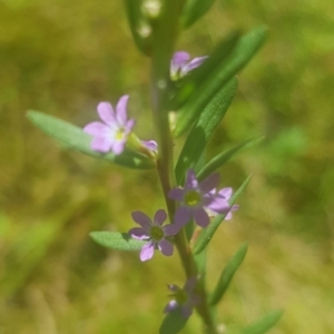 Lythrum hyssopifolia at Watson, ACT - 20 Jan 2021