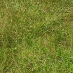 Lythrum hyssopifolia at Watson, ACT - 20 Jan 2021