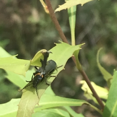 Chauliognathus lugubris (Plague Soldier Beetle) at Cotter River, ACT - 28 Dec 2021 by Tapirlord