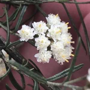 Ozothamnus thyrsoideus at Cotter River, ACT - 28 Dec 2021