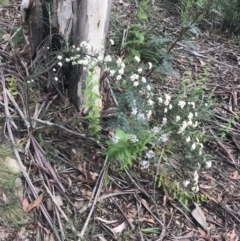 Ozothamnus thyrsoideus at Cotter River, ACT - 28 Dec 2021