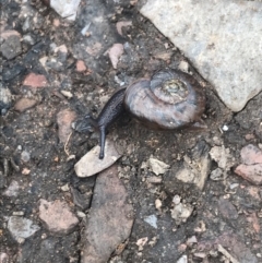 Austrorhytida capillacea (Common Southern Carnivorous Snail) at Namadgi National Park - 27 Dec 2021 by Tapirlord