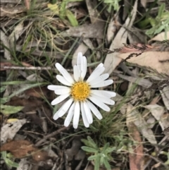 Celmisia tomentella (Common Snow Daisy) at Cotter River, ACT - 27 Dec 2021 by Tapirlord