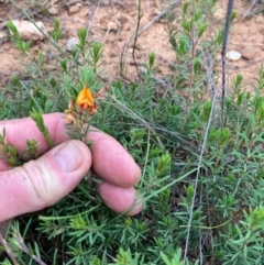 Pultenaea subspicata (Low Bush-pea) at Mitchell, ACT - 2 Jan 2022 by NickiTaws